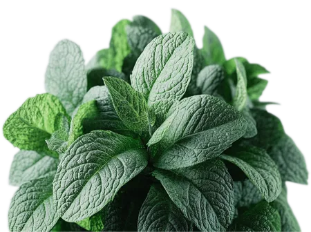 mint plant